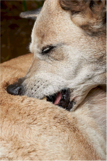 Aroma Paws - 4.5 Oz Hot Spot Relief Spray - Dog.Dog.Cat.
