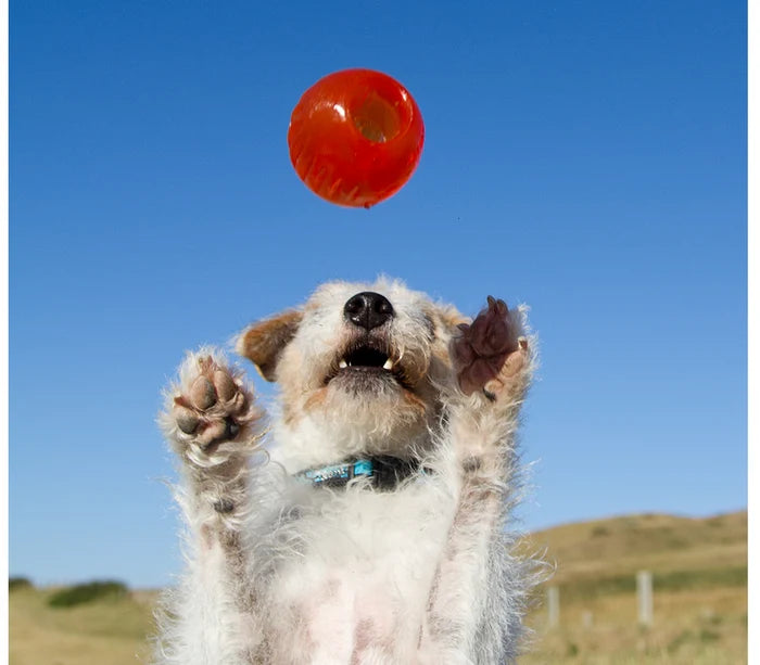 Bionic Dog Toys Tail Wagging Durability in a variety of shapes and sizes - Dog.Dog.Cat.