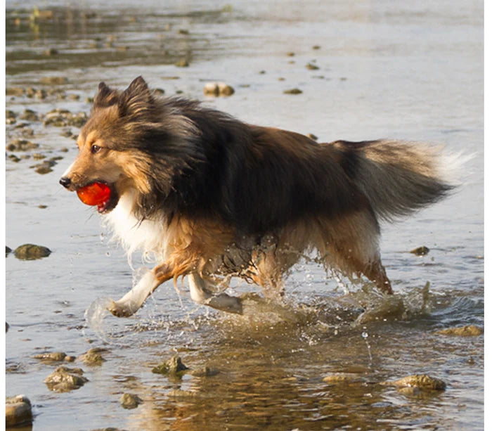 Bionic Dog Toys Tail Wagging Durability in a variety of shapes and sizes - Dog.Dog.Cat.