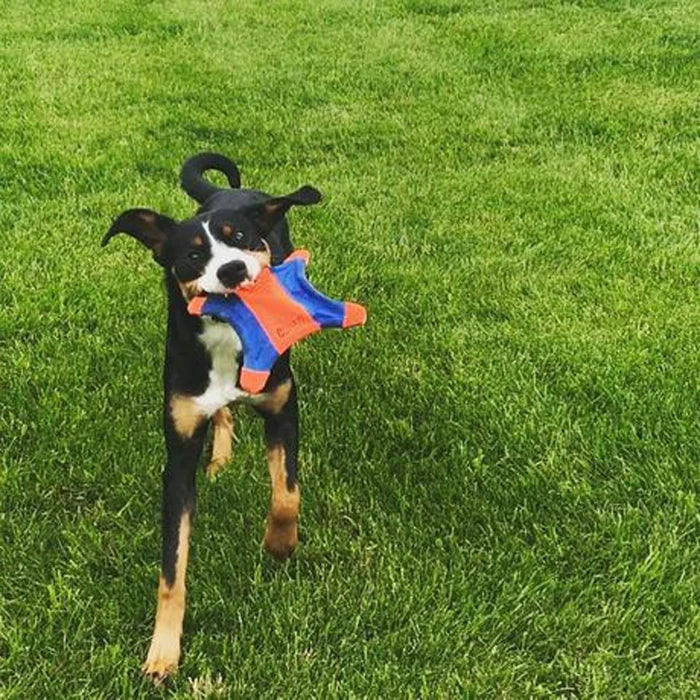 Chuckit Flying Squirrel-Med - Dog.Dog.Cat.