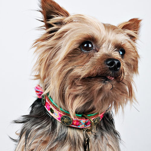 Dog with a Mission -BOHO Rosa Dog Collar - Dog.Dog.Cat.