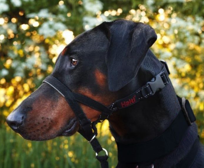 Halti OptiFit Head Collar - Dog.Dog.Cat.