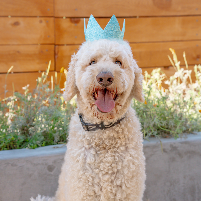 Huxley & Kent - H&K Party Crown Blue with SnugFit® - Dog.Dog.Cat.