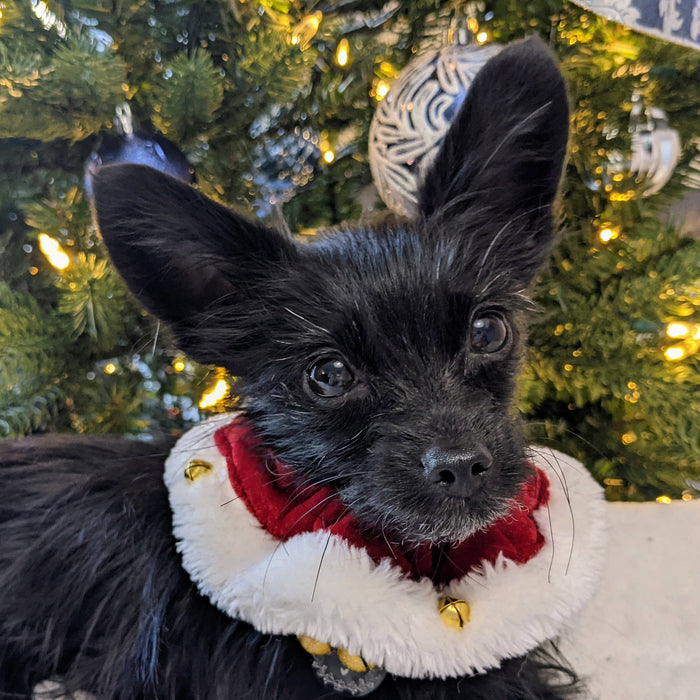 Huxley & Kent - H&K Ruff Santa Red Dog Collar - Dog.Dog.Cat.