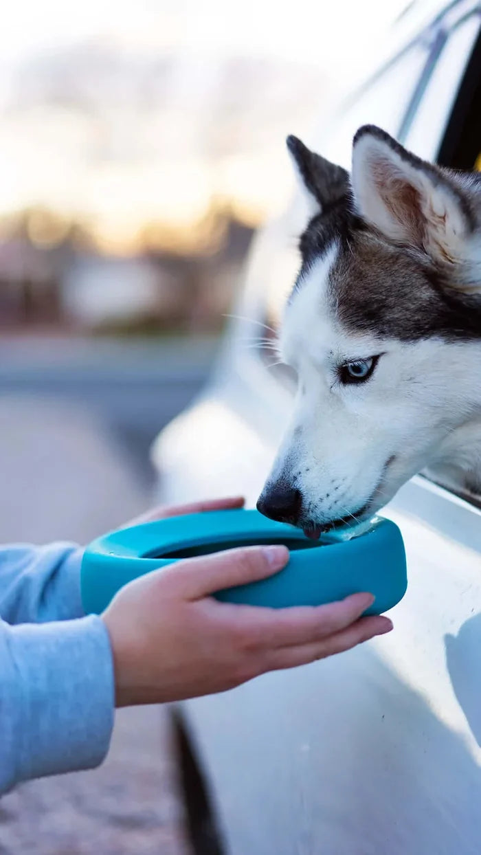 Messy Mutts NonSpill Bowl - 5.25 cup - Dog.Dog.Cat.