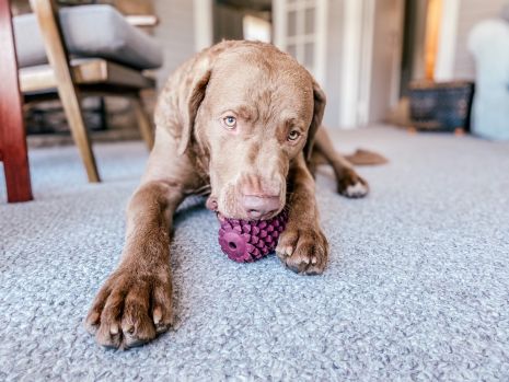 Tall Tails Natural Rubber Pinecone Toy - Dog.Dog.Cat.