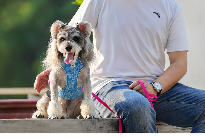 TrueLove Dog Harness and Leash Combination TLH2918 - Dog.Dog.Cat.