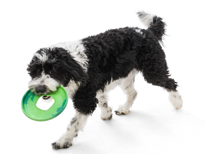 West Paw - Sailz® Dog Flying Disc Fetch Toy - Dog.Dog.Cat.